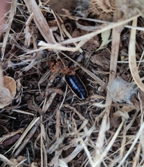 Loboptera decipiens