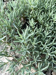 Suaeda