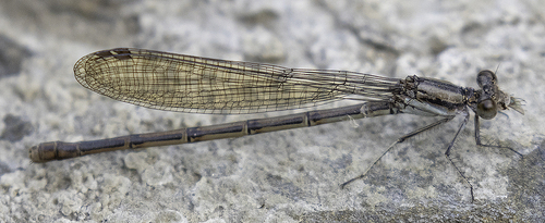 Variable Dancer, photo 2 of 10