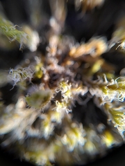 Racomitrium lanuginosum