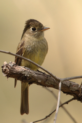 Pacific-Slope Flycatcher photo 2