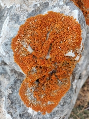 Teloschistaceae