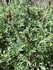 Ambrosia chamissonis