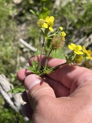 Geum macrophyllum