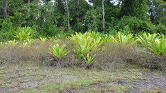 Brocchinia micrantha