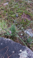 Liatris microcephala