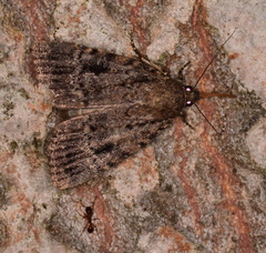Amphipyra pyramidea