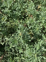 Ambrosia chamissonis