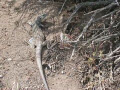 Aspidoscelis tigris tigris