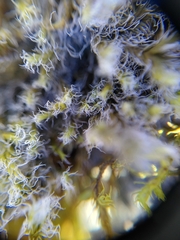 Racomitrium lanuginosum