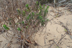 Crassula subulata fastigiata