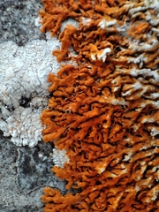 Teloschistaceae