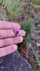 Liatris microcephala