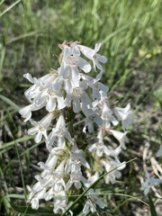 Penstemon albidus