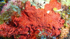 Monanchora arbuscula