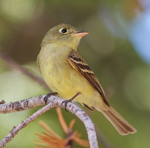 Western Flycatcher