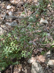 Berberis trifoliolata