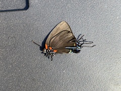 Atlides halesus