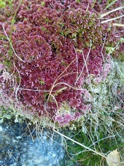Sphagnum rubellum