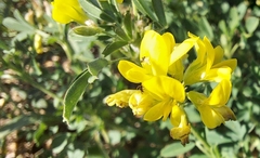 Medicago falcata