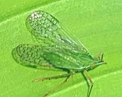 Dictyopharidae
