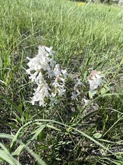 Penstemon albidus