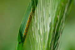 Puccinia coronata