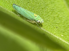 Graphocephala atropunctata