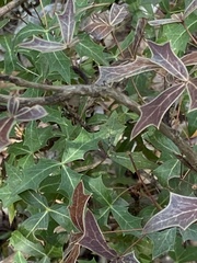 Berberis trifoliolata