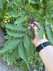 Sambucus racemosa melanocarpa
