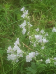 Linaria repens