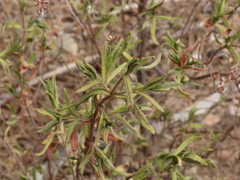 Cistus monspeliensis
