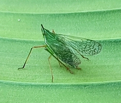 Dictyopharidae