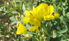 Medicago falcata