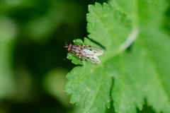 Anthomyia punctipennis
