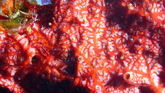 Monanchora arbuscula