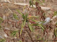 Cistus monspeliensis