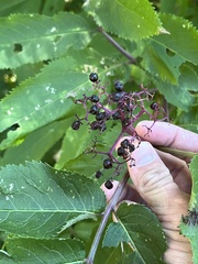 Sambucus racemosa melanocarpa