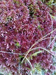 Sphagnum rubellum