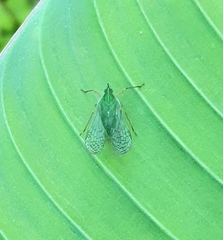 Dictyopharidae