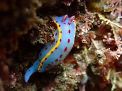 Hypselodoris bennetti