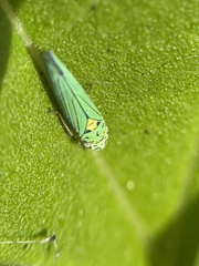 Graphocephala atropunctata