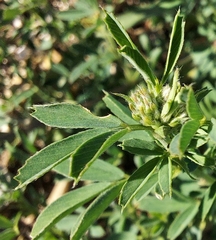 Medicago falcata