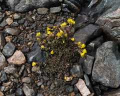 Erythranthe tilingii