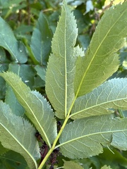Sambucus racemosa melanocarpa