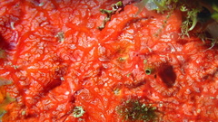 Monanchora arbuscula