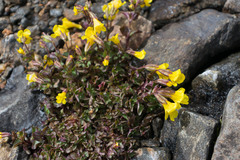 Erythranthe tilingii