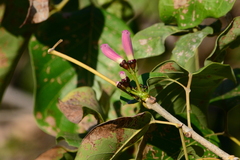 Handroanthus
