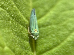 Graphocephala atropunctata