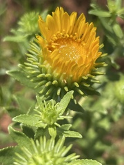 Grindelia